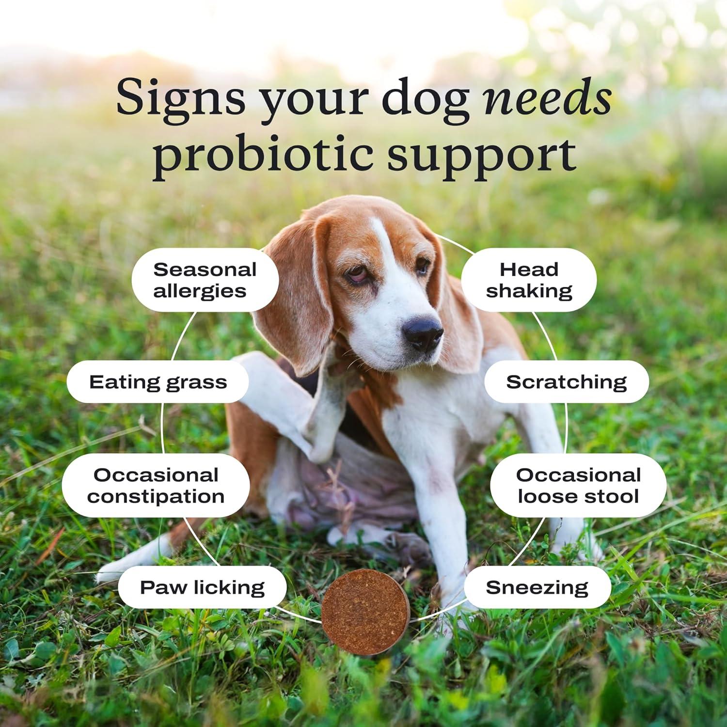 imagePetLab Co Probiotics for Dogs Support Gut Health Occasional Diarrhea Digestive Health amp Seasonal Allergies Salmon Flavor 30 Soft Chews Pack of 3